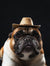 Chuck's Cowboy Woks