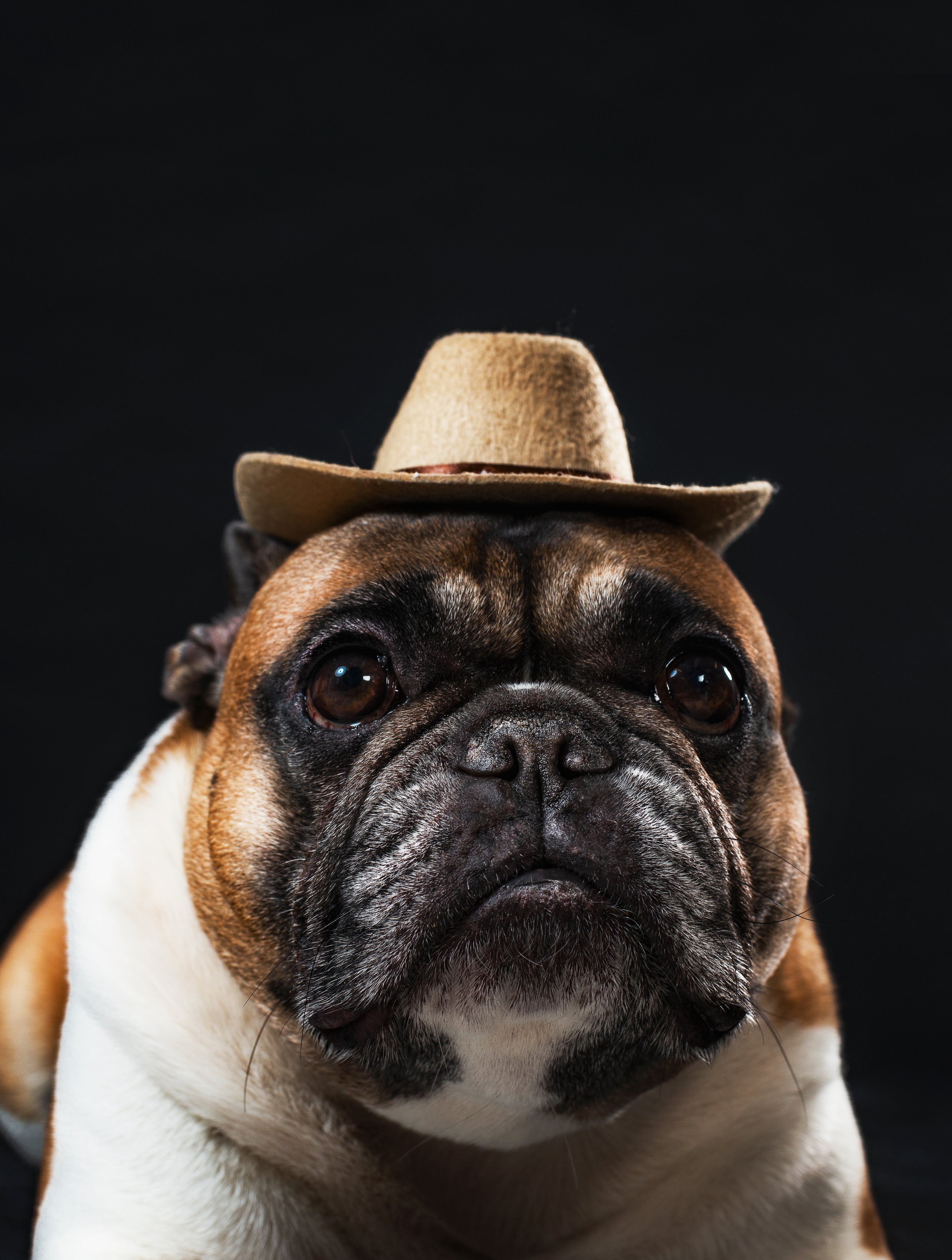 https://chuckscowboywoks.com/cdn/shop/files/cowdog-in-a-hat_3096x.jpg?v=1613545961